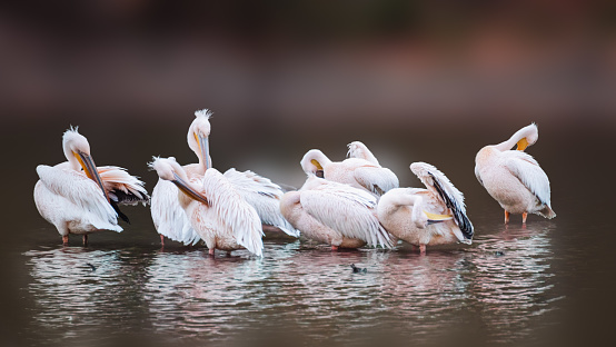 Pink-backed pelican birds, Pelecanus rufescens cleaning feathers on a calm lake with reflection on water and blurred background