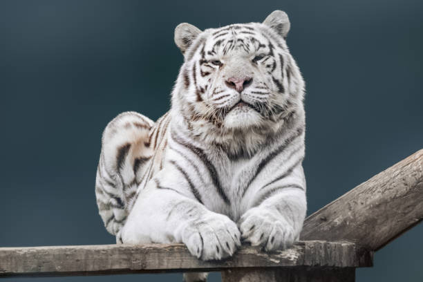 istock White tiger on gray blurred background 1465900274