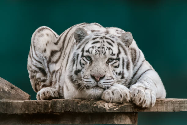 istock Tiger laying on wooden deck with green background 1465900276