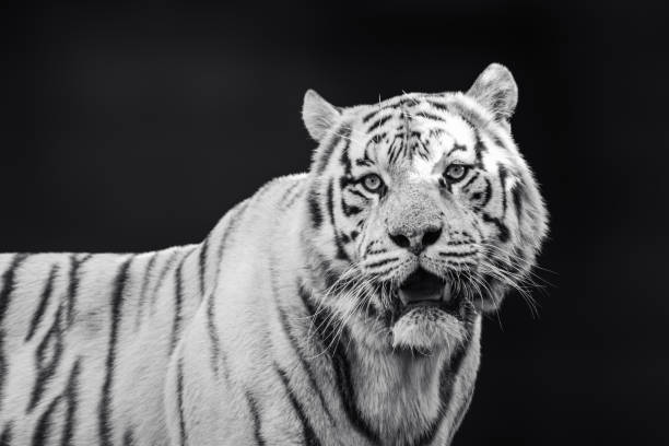 istock White tiger with black stripes, grayscale portrait 1465900286