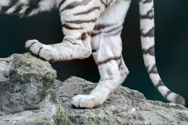 A tiger's paw is seen through a metal fence. The paw is covered in small red spots, which are likely from a recent injury. Concept of confinement and vulnerability