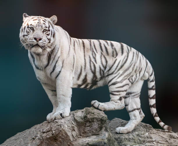 istock White tiger with black stripes standing on rock 1465900328