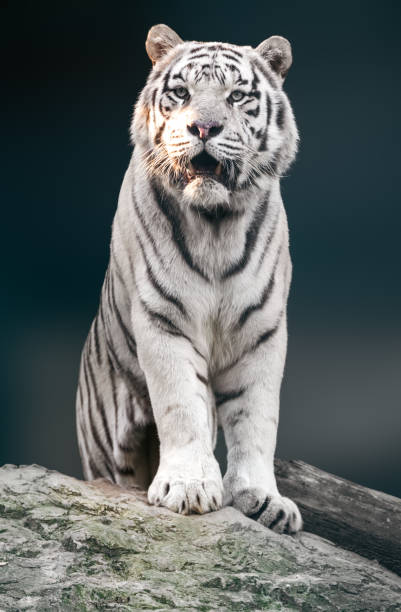 istock White tiger with black stripes sitting on rock 1465900337