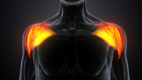 The deltoid muscle is the muscle forming the rounded contour of the human shoulder. It is also known as the common shoulder muscle particularly in other animals such as the domestic cat.