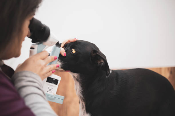 istock A veterinary ophthalmologist performs a medical procedure, examining a dog's eyes, and an assistant helps him hold his head. A veterinarian performs a biomicroscopy with a portable slit lamp. 1465902447