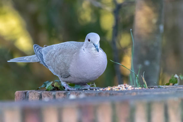 The Collared Dove is a small, slender pigeon, living close to humans and their activities. With its fairly long tail and its relatively short, rounded wings, it can be mistaken for a sparrowhawk in flight, which can put small sparrows in a temporary turmoil when it tumbles without warning.