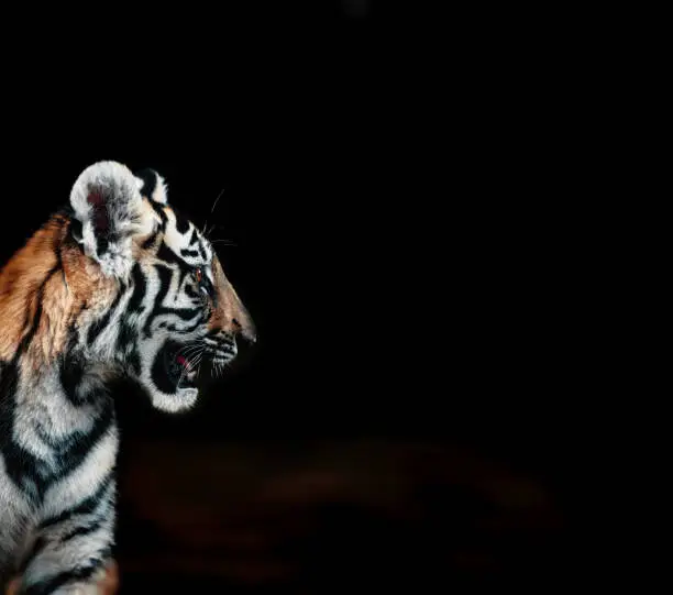 Photo of Portrait of a beautiful tiger cub in profile. Tiger cub on a black background