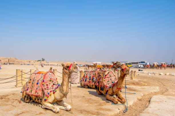 Giza Necropolis, Egypt - July 26, 2022: Camels lying down at the Giza Necropolis. Riding a camel is one of the most popular things to do when visiting the pyramids. In fact, camels are especially suited to a desert habitat and were a vital means of transport for passengers and cargo in the ancient Egypt.