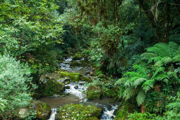 istock Beautiful river in the middle of the forest 1465907183