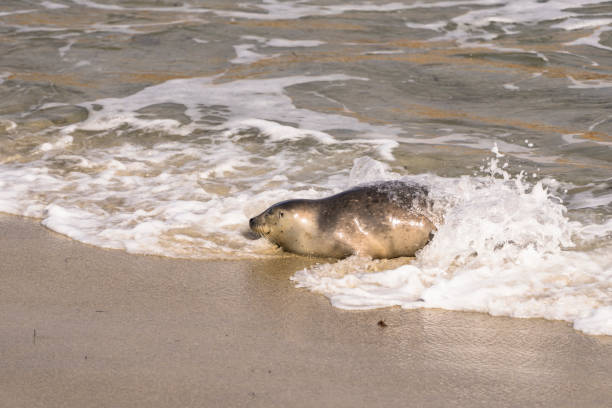Wildlife with Seal on the beach of Pacific Ocean