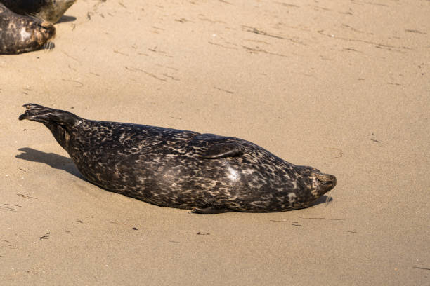 Wildlife with Seal on the beach of Pacific Ocean