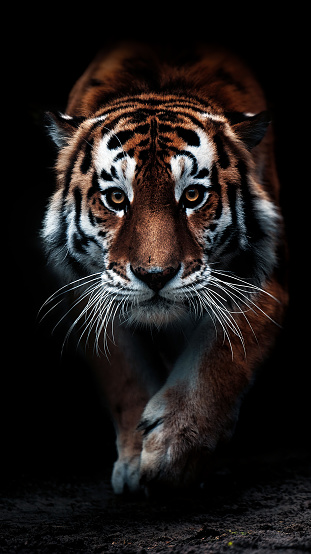 photograph of sleeping tiger photo – Free Hd backgrounds Image on Unsplash