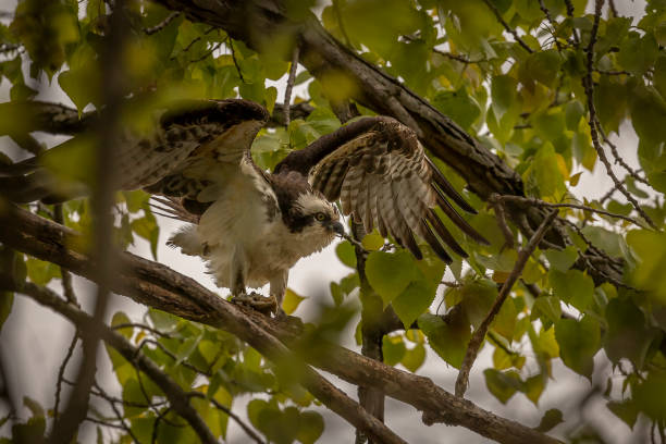 istock Male Osprey in a defensive stance on a tree branch 1465919036