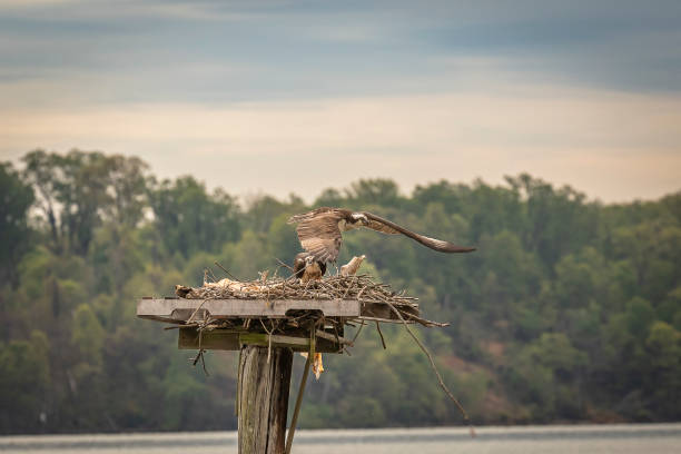 istock Male Osprey takes off from the nest 1465919122
