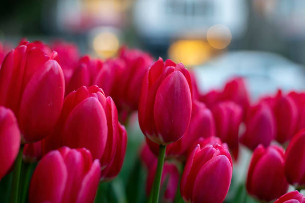 istock Beautiful pink tulips with bokeh 1465920114