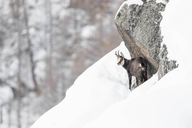 Wild Alps, chamois in the snow (Rupicapra rupicapra) wonderful mammal in the winter season alpine chamois rupicapra rupicapra rupicapra stock pictures, royalty-free photos & images