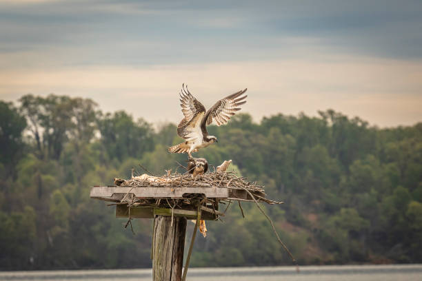 samiec osprey startuje z gniazda - rybołów zdjęcia i obrazy z banku zdjęć