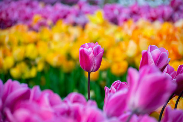 istock Beautiful pink tulips with water droplets 1465921333