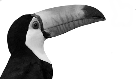 Toucan Head With Big Beak Isolated On The White Background