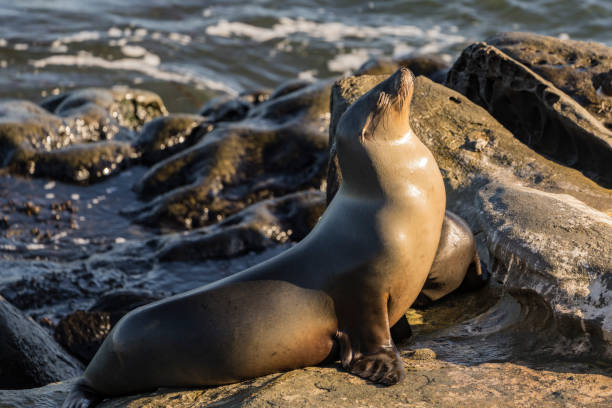 istock Sea Lion on a rock on the Pacific coast 1465925444