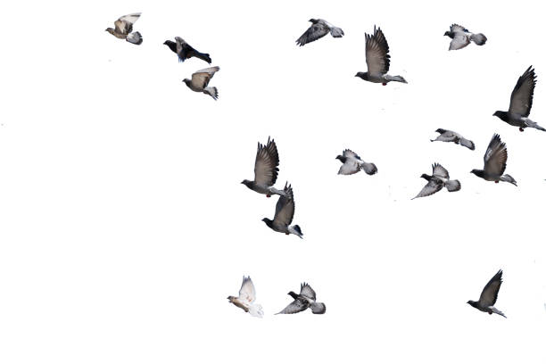 istock flying birds formation of pigeons isolated for backgound 1465928779