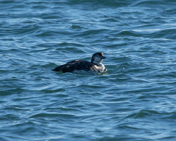 istock A common loon in nonbreeding plumage in the water. 1465931280