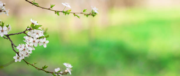 istock White cherry blossom in spring time against blue sky. Nature blossom spring background. Branches of blossoming cherry macro with soft focus on green background with copy space 1465931919