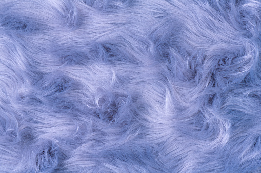 Blue fur texture top view. Blue or lilac sheepskin background. Fur pattern. Texture of blue shaggy fur. Wool texture. Sheep fur close up