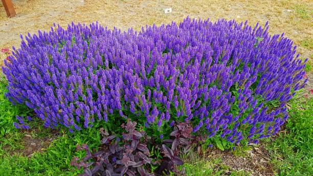 cespuglio di lavanda che sboccia con bellissimi fiori di lillà sul prato di fronte alla nostra casa - 6005 foto e immagini stock