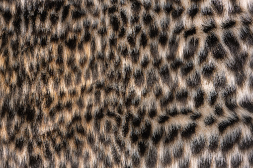 Leopard fur texture top view. Wild animal leopard background or texture. Wild fur pattern. Texture of leopard shaggy fur. Wool texture
