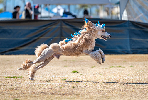 Fancy standard poodle chasing a lure at a fun event