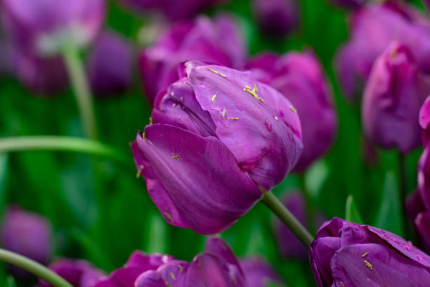 piękne fioletowe tulipany z kropelkami wody jako tło - rose bouquet flower single flower zdjęcia i obrazy z banku zdjęć