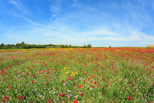 Many red poppy flowers with a blue sky