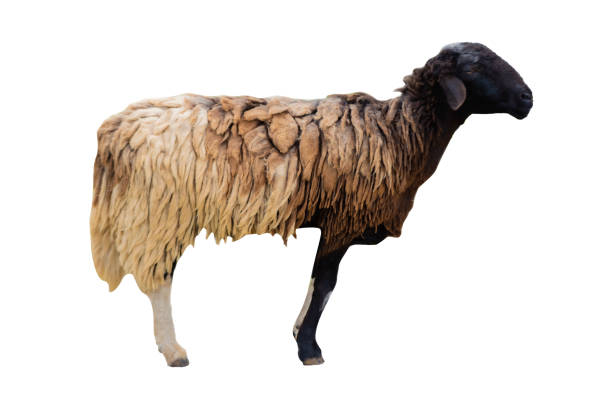 Side view of sheep isolated on background GNG