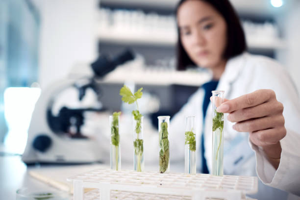 scienziato donna, mani e piante con provetta nella ricerca medica, nell'ingegneria degli ogm o nella ricerca sui cambiamenti climatici. zoom, operaio di laboratorio o biologo con foglia di scienza in agricoltura studio per la crescita - environmental conservation chemistry laboratory biomedicine foto e immagini stock