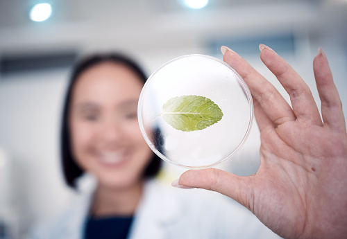 Woman, hand and petri dish with a plant for botany with a biologist studying climate change in the lab. Biology, environmental studies and female scientist in the laboratory with plants for ecology