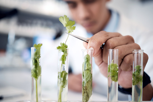 Ecology research, science and hand of scientist in a lab studying plants, agriculture analytics and growth of leaf. Green energy, plant innovation and worker with chemistry test on natural herbs