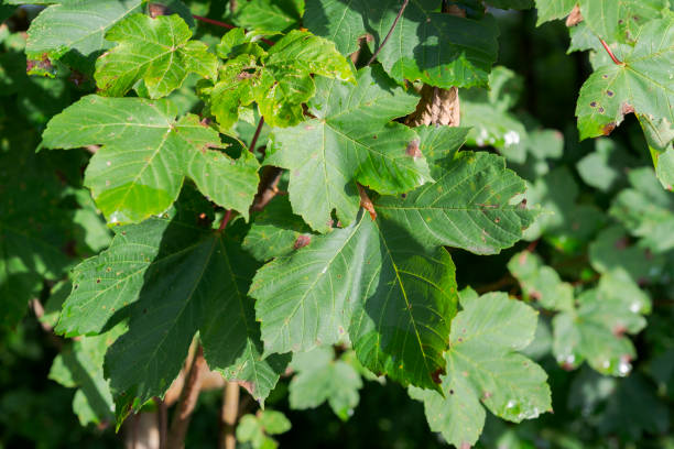istock Leaves of Sycamore, Acer pseudoplatanus 1465944984