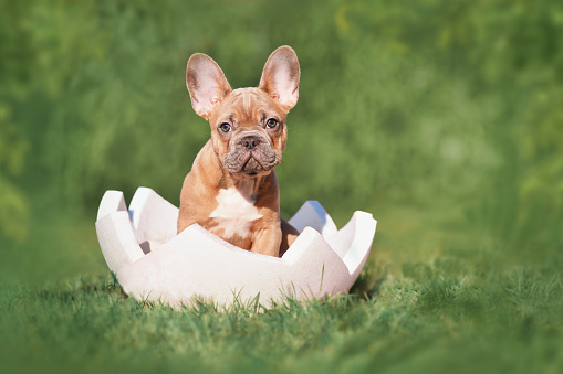 French Bulldog dog puppy sitting in egg shell on grass with copy space