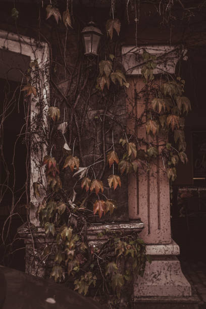Ivy on the house. Gothic. Street light. Old estate. Ancient architecture. Dry creeper. English exterior.