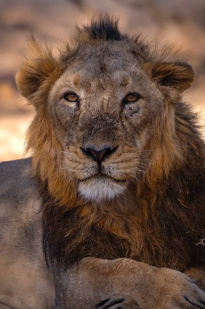 Asiatic lion Portrait of Asiatic lion captured at gir national park of india gir forest national park stock pictures, royalty-free photos & images