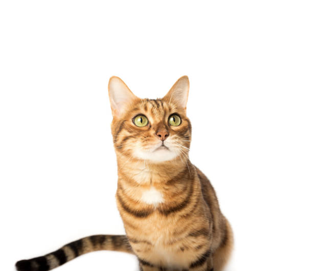 istock Studio shooting of Bengal cats, white background 1465957526