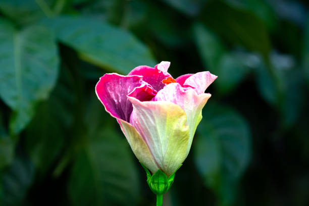 Close up of a Hibiscus bloom beginning to open up with a background of green leaves.