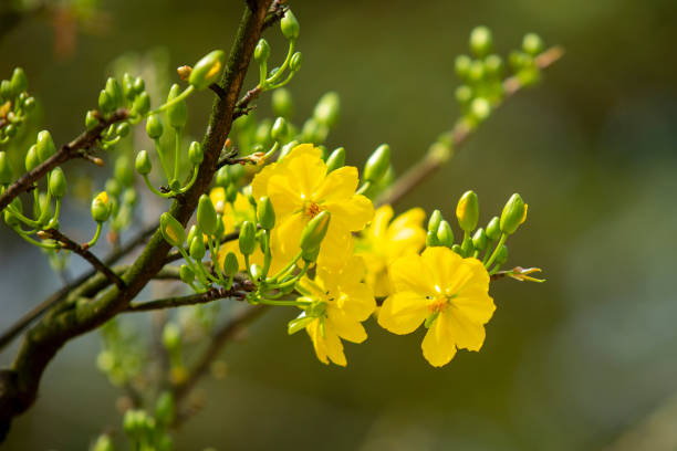 istock Yellow apricot flower 1465958590