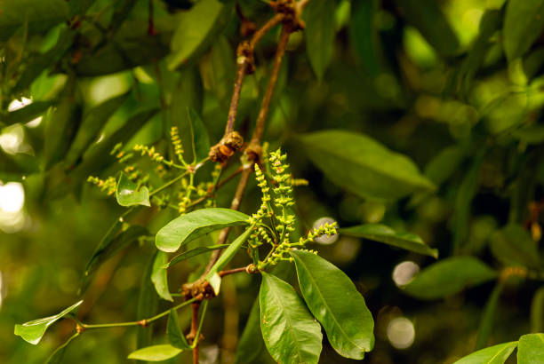 istock Melinjo, Gnetum gnemon young fruits on the tree, shallow focus 1465959141