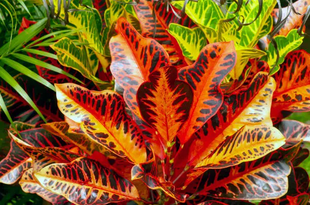 Photo of Croton (Codiaeum variegatum), a popular houseplant with many varieties and devotees with pretty colorful leaves in Indonesia