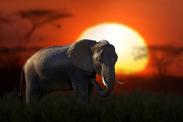 istock African landscape with close elephant and big sun 1465960281