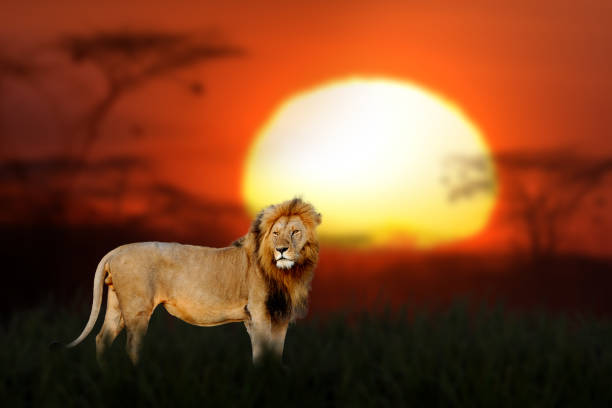 istock African landscape with close lion and big sun 1465960282