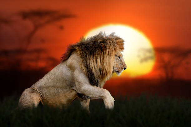 istock African landscape with close lion and big sun 1465960295