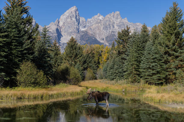 istock Bull Moose Reflection in the Tetons in Autumn 1465970347